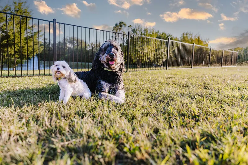 Dog park and grounds at Sugar Hill